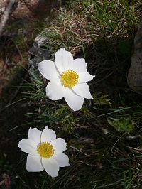 Vallée des Merveilles - Fontanalbe